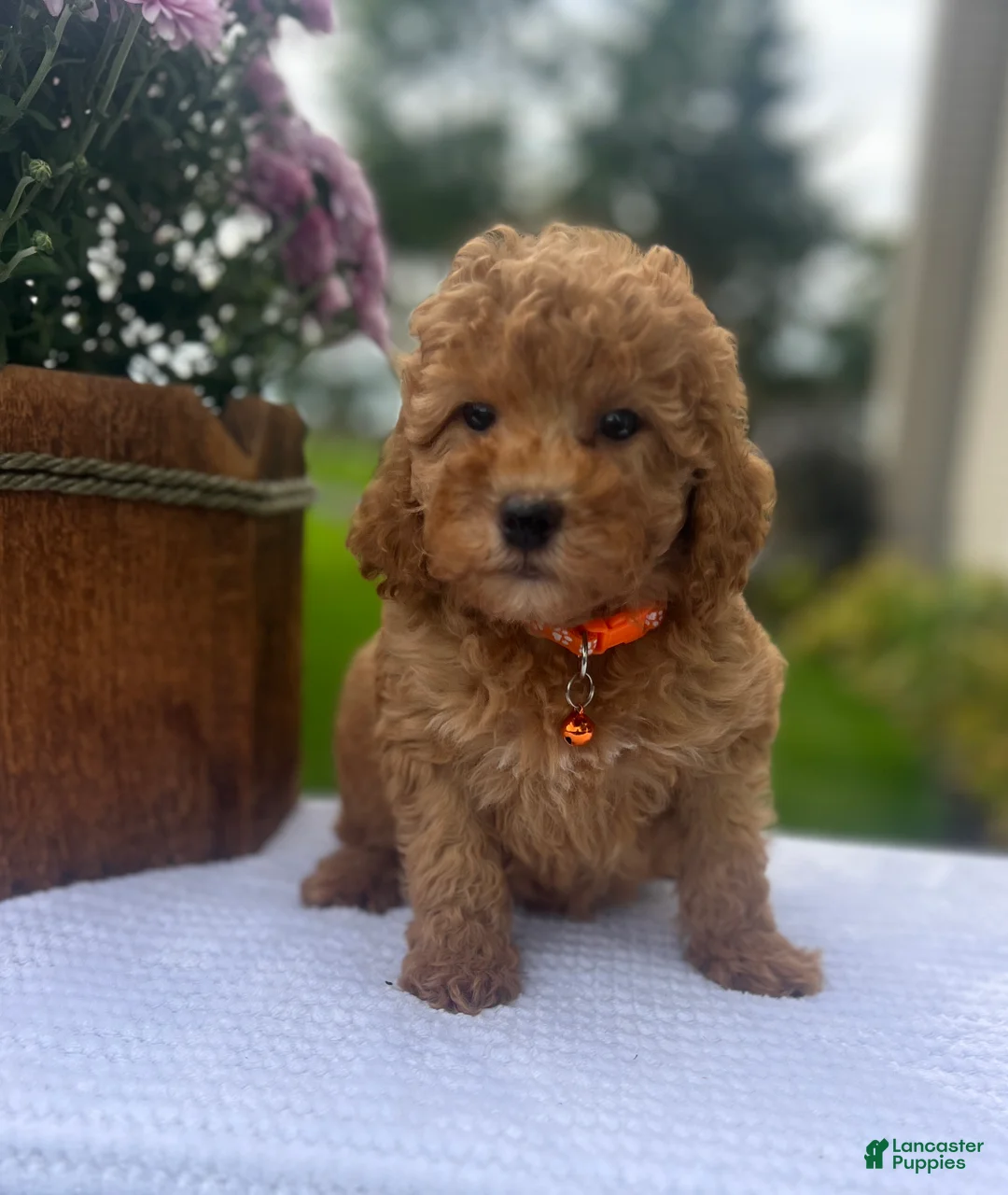 Mini Goldendoodle dogs for sale: Scarlett - Ad 2
