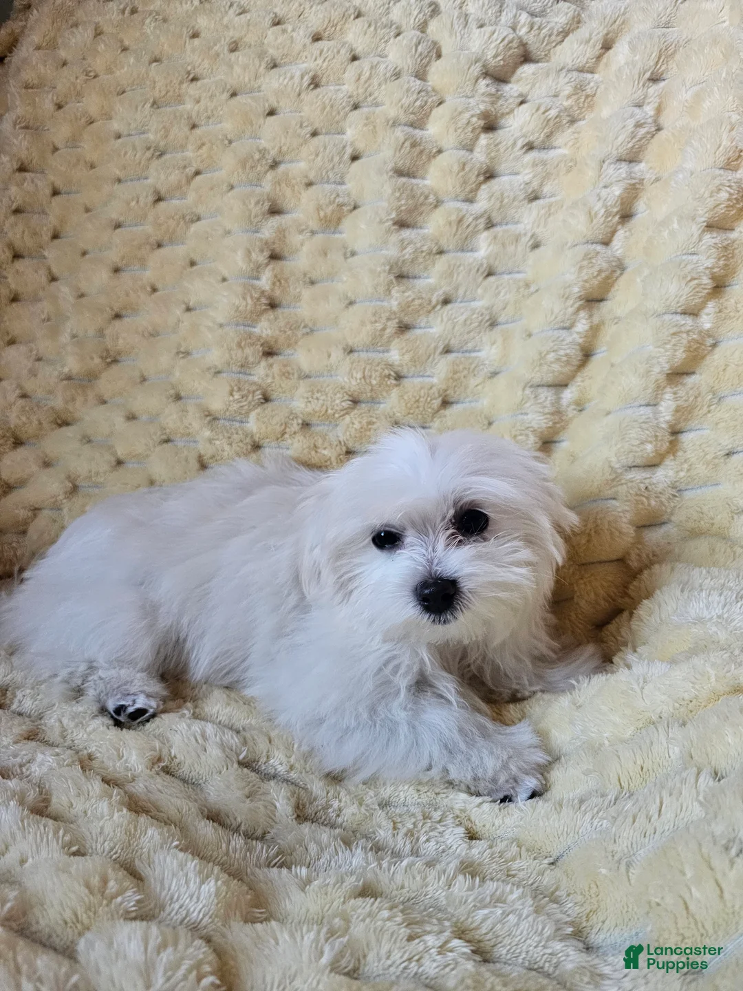 Maltese dogs for sale: Maltese Puppy 1 - Ad 2