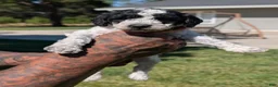 Mixed Breed dogs for sale: SALEM - Ad 3