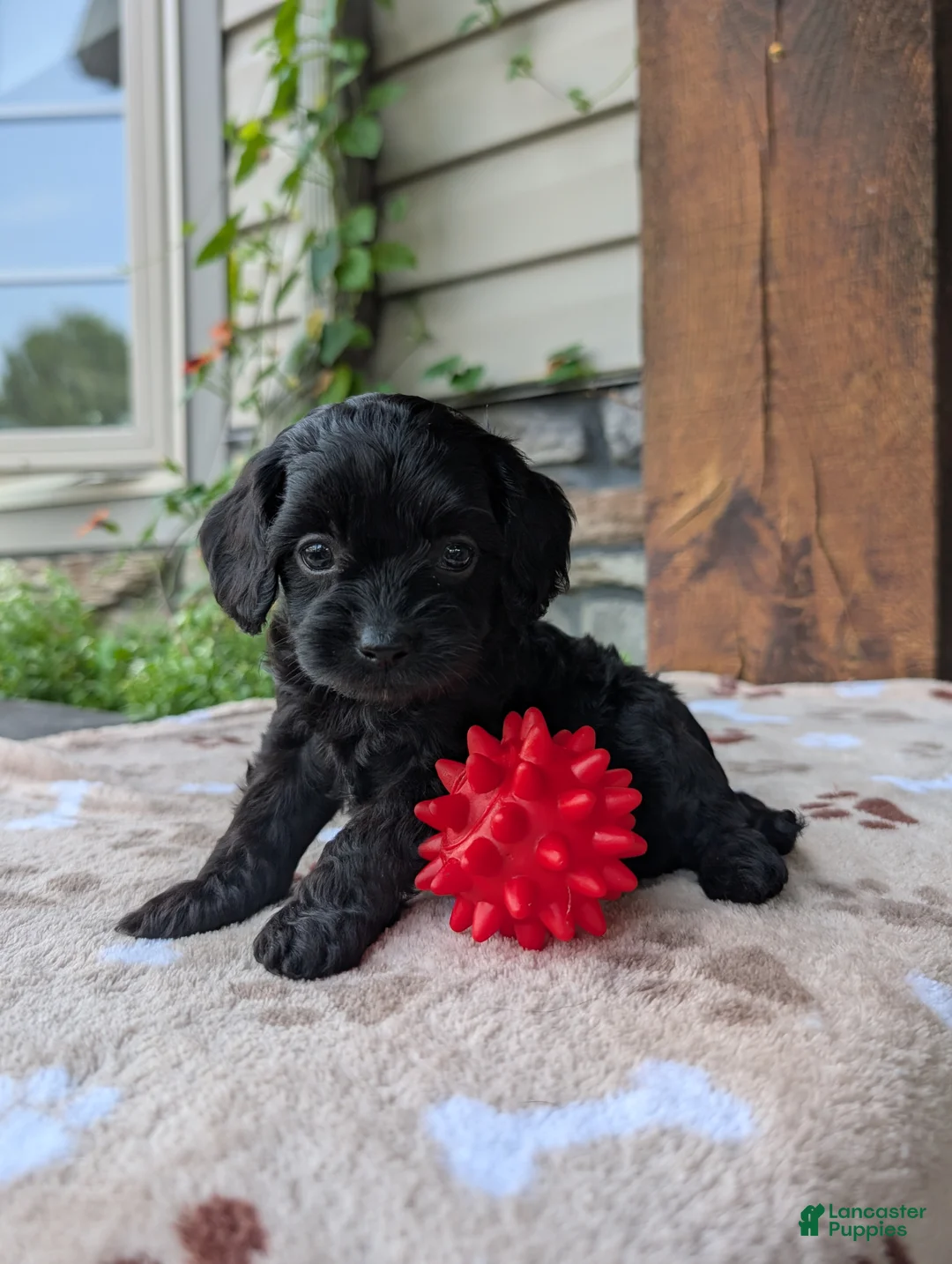 Cavapoo dogs for sale: Marley  - Ad 1