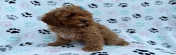 Cockapoo dogs for sale: Joy - Ad 5