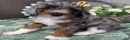 Miniature Poodle dogs for sale: Saphire - Ad 1