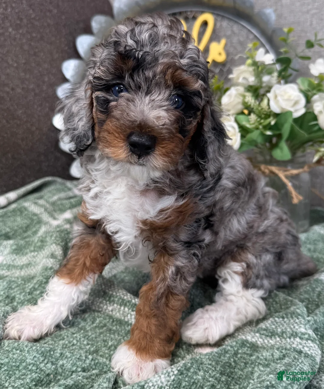 Miniature Poodle dogs for sale: Saphire - Ad 1
