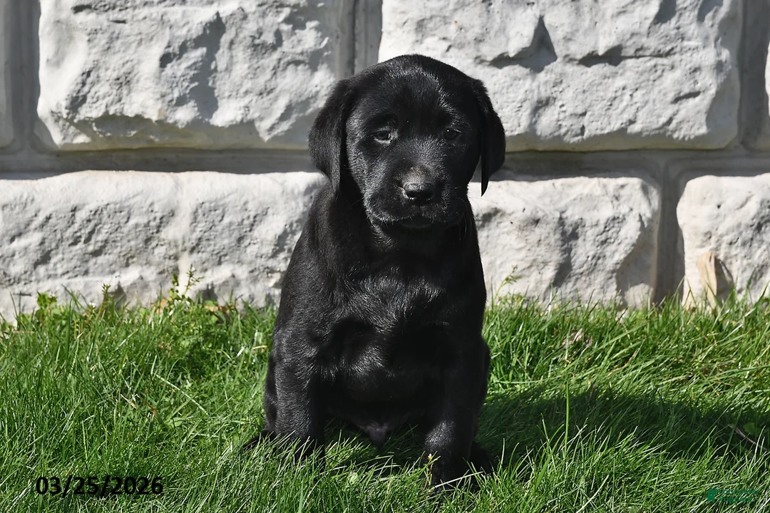 Labrador Retriever dogs for sale: Roscoe - Ad 2