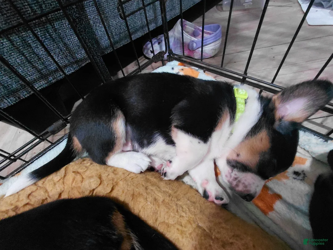 Mixed Breed dogs for sale: Beagie 1 - Ad 1
