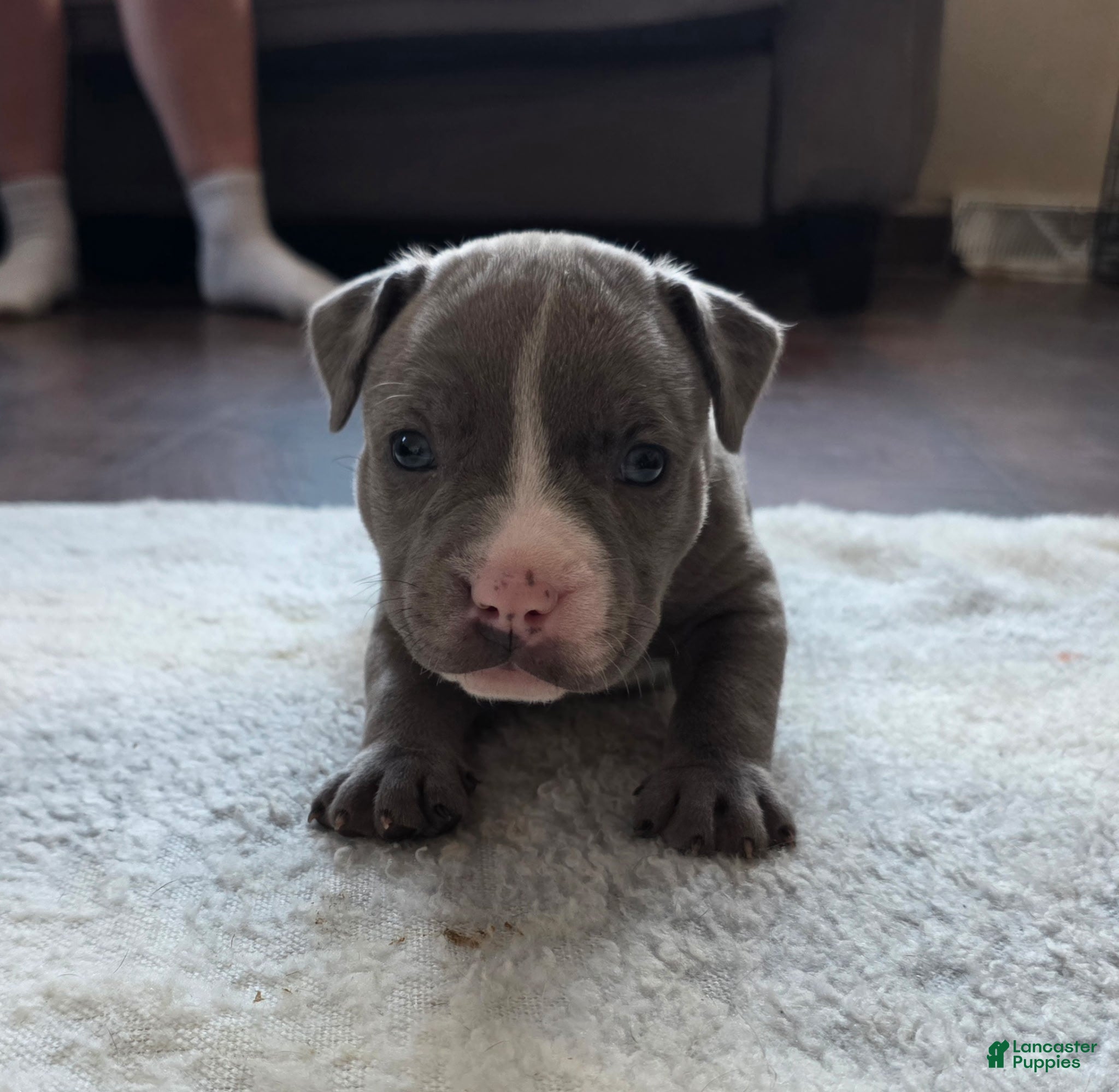 American Bully dogs Shadow - Ad 32