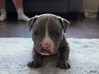 American Bully dogs Shadow - Ad 32