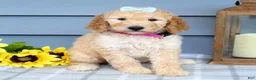 Standard Poodle dogs for sale: Maddie - Ad 8