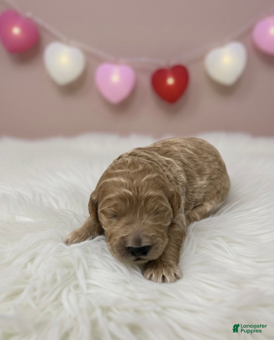 Goldendoodle dogs Goldendoodle Puppy 2 - Ad 32