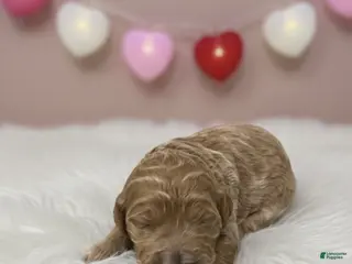 Goldendoodle dogs Goldendoodle Puppy 2 - Ad 32