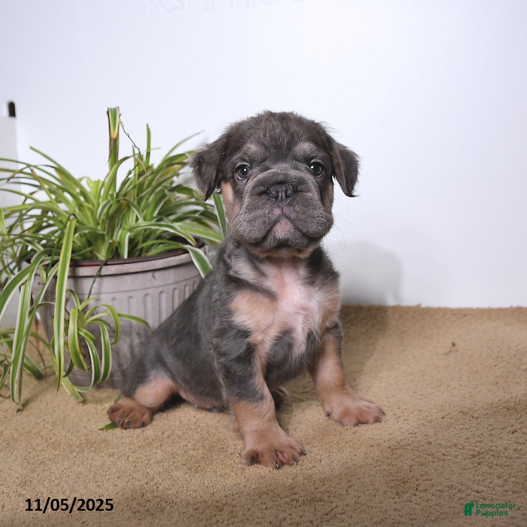French Bulldog dogs for sale: Pepper - Ad 5