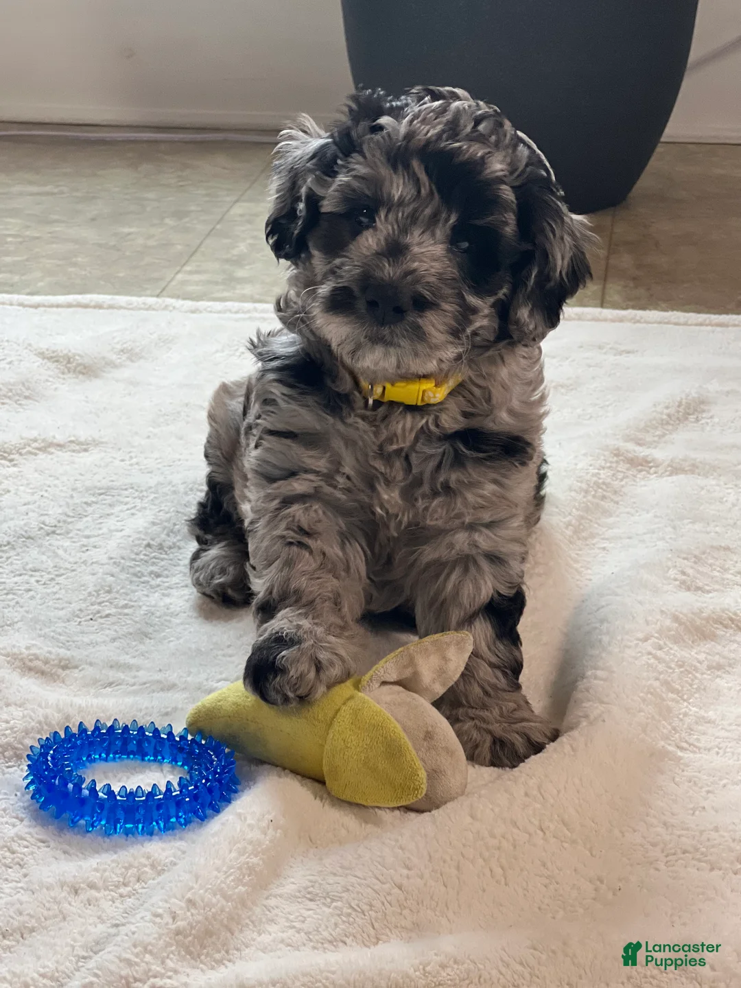 Mini Goldendoodle dogs for sale: Poppi Mini Goldendoodle Puppy  - Ad 2