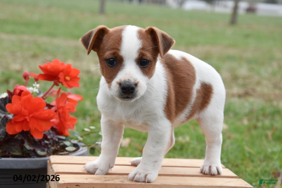Jack Russell Terrier dogs DeAnna - Ad 2