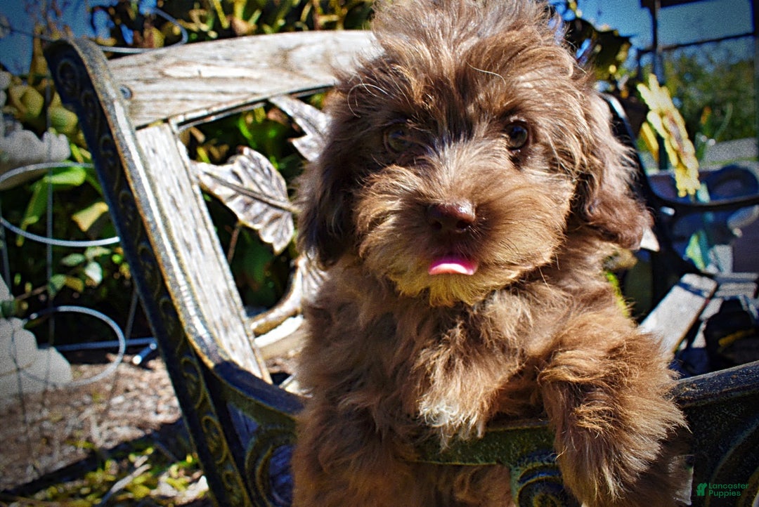 Havapoo dogs for sale: Gracie - Black Friday Sale - Ad 6