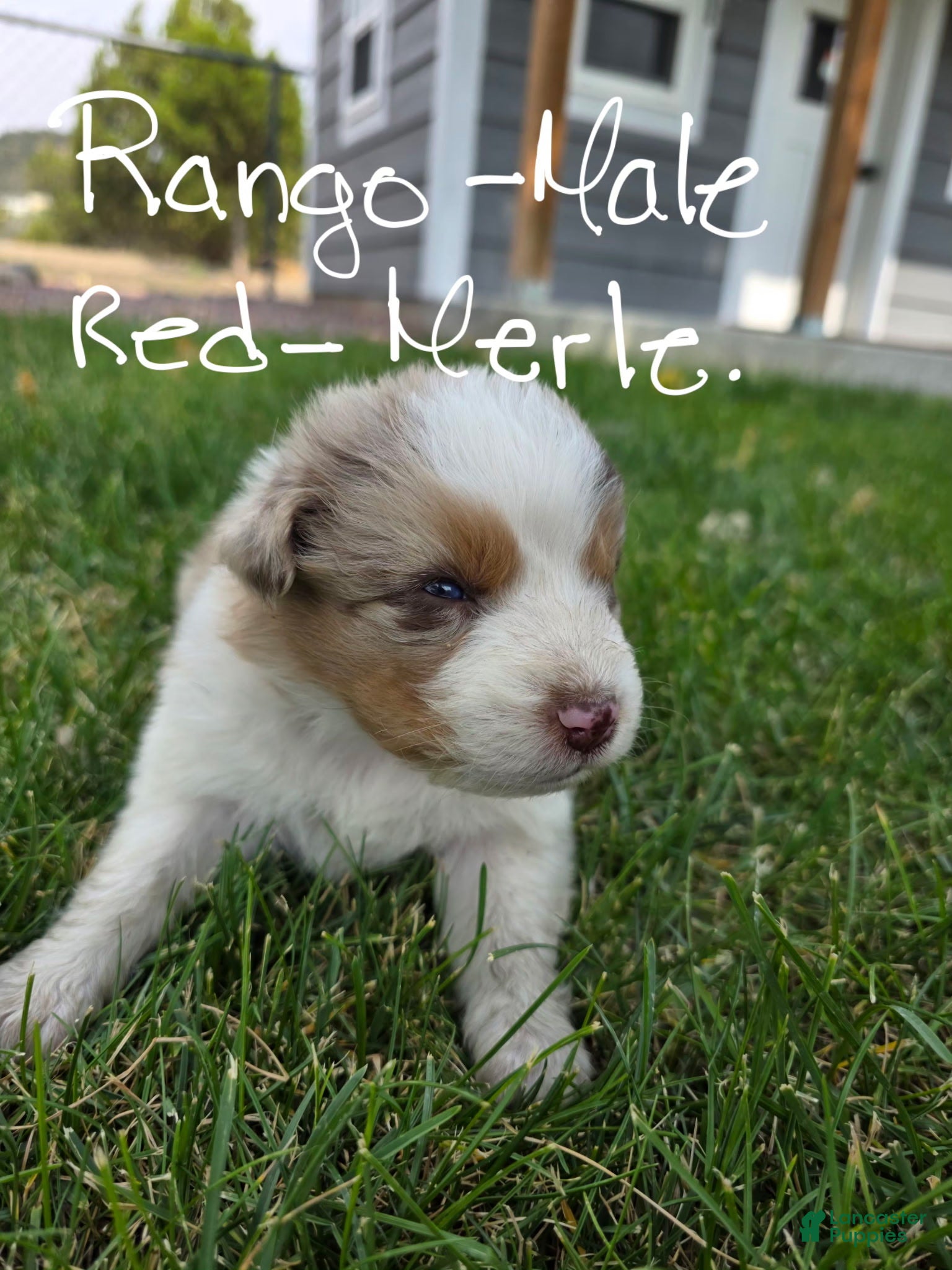 Australian Shepherd dogs Rango Red Merle - Ad 1