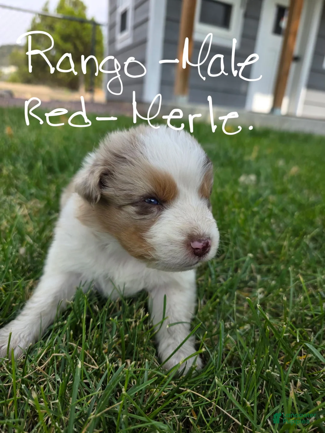 Australian Shepherd dogs for sale: Rango Red Merle - Ad 1