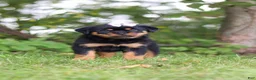 Rottweiler dogs for sale: Honey - Ad 6