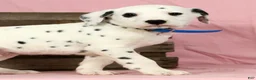 Dalmatian dogs for sale: Brock - Ad 5