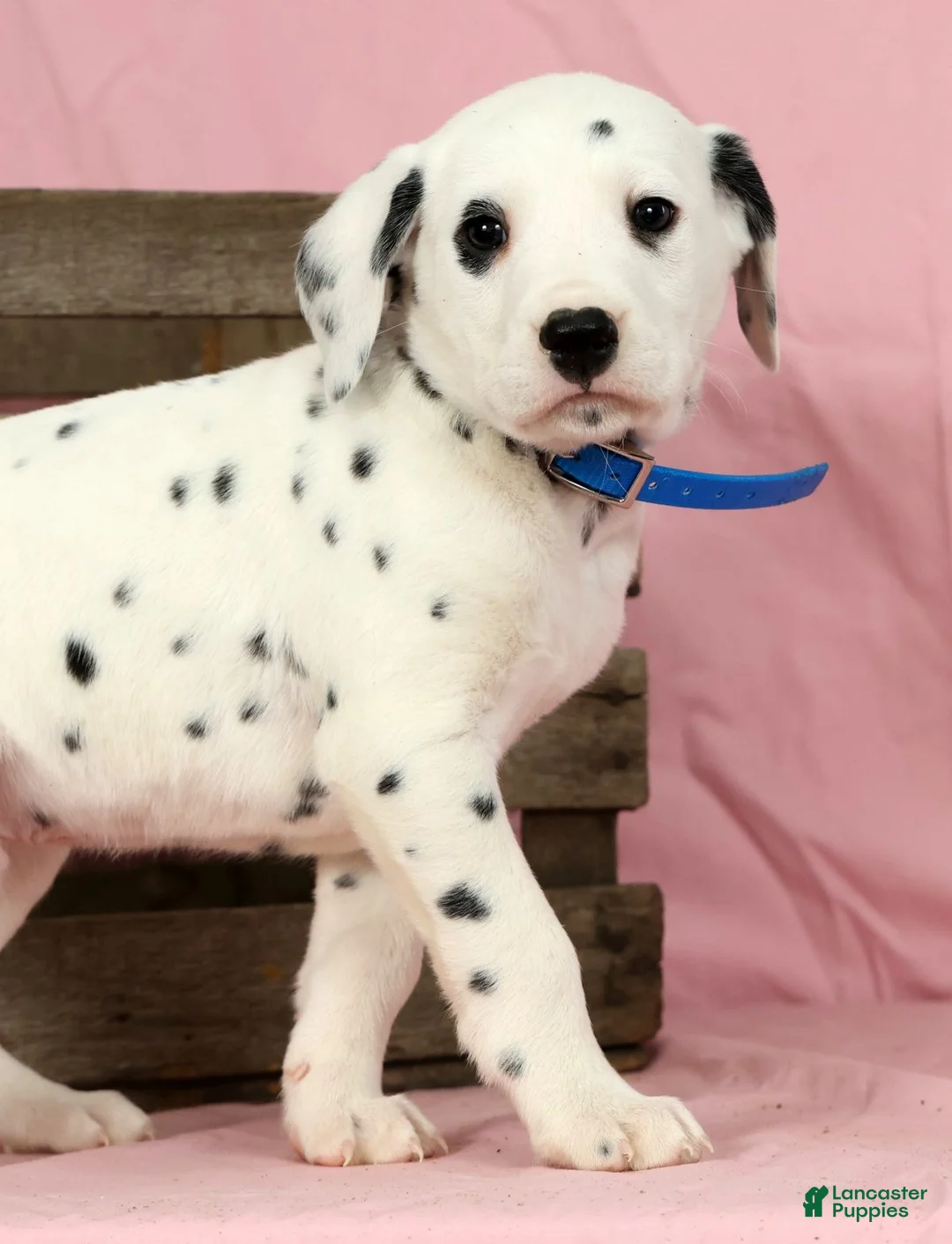Dalmatian dogs for sale: Brock - Ad 5