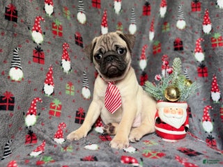 Pug dogs Claus - Ad 5