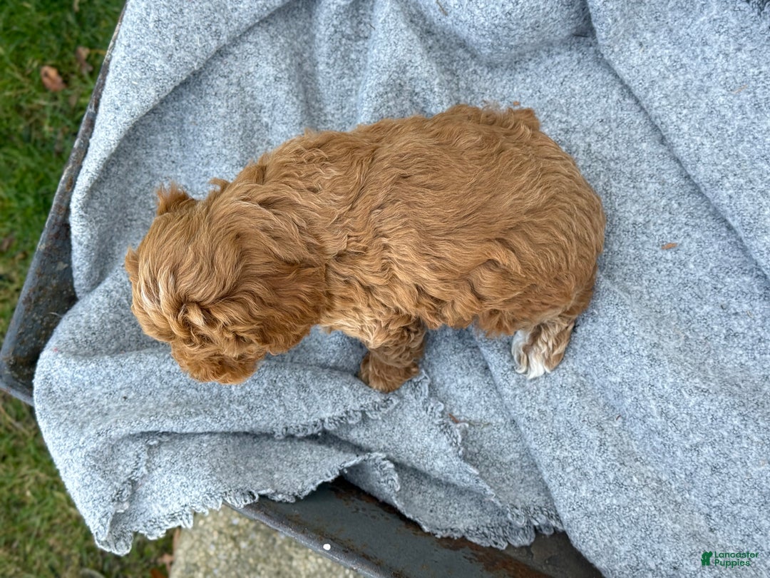 Toy Poodle dogs for sale: Pepper - Ad 11