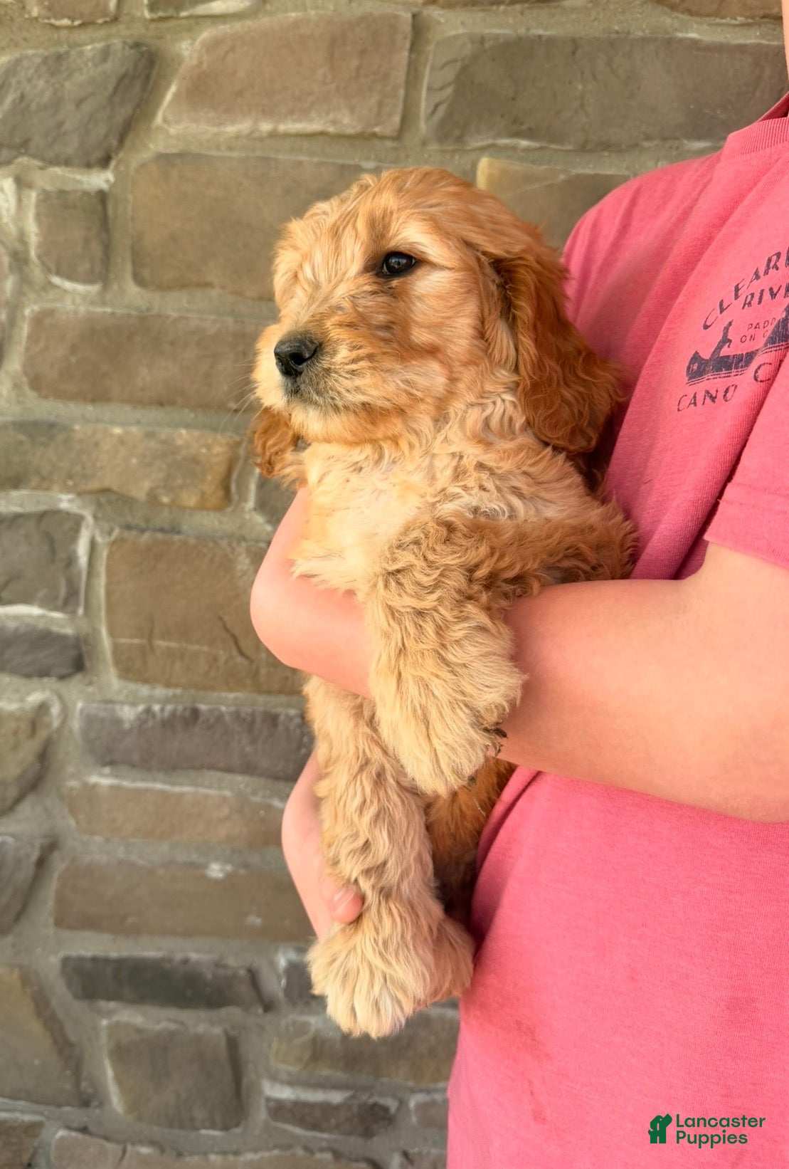 Goldendoodle dogs Graham - Ad 1