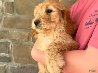 Goldendoodle dogs for sale: Graham - Ad 1