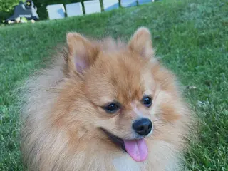 Pomeranian dogs Pomeranian Puppy 1 - Ad 28