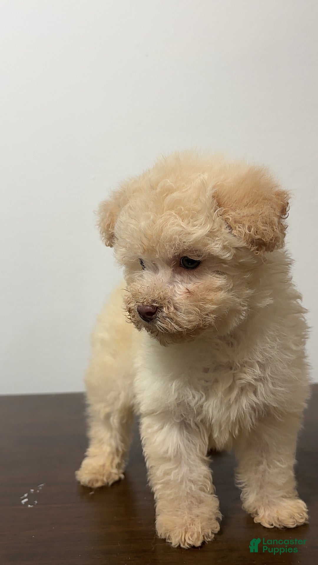 Miniature Poodle dogs for sale: Cici - Ad 3