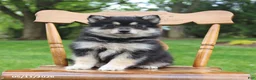 Pomsky dogs for sale: Shadow - Ad 3