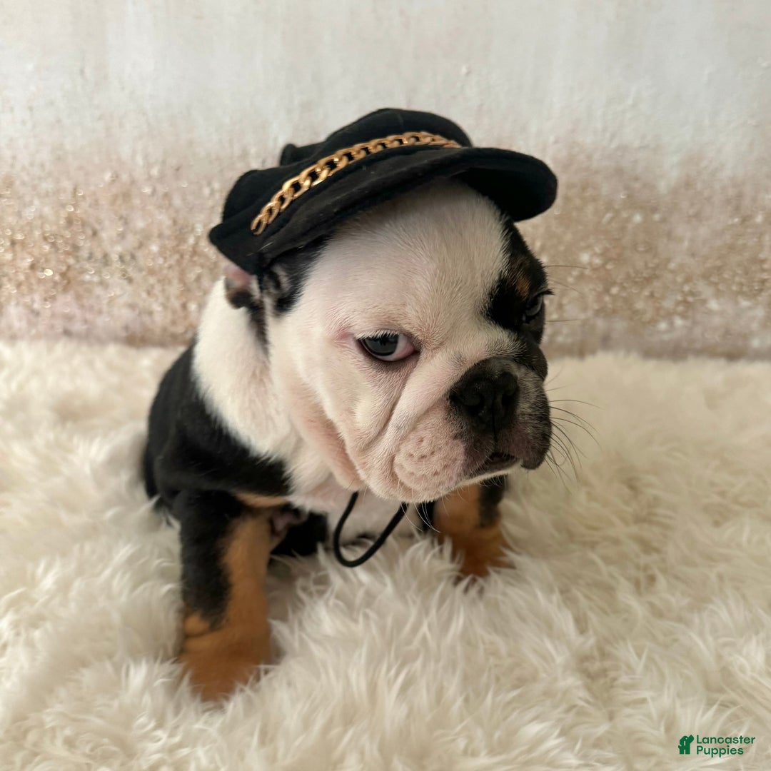 English Bulldog dogs for sale: Petra - Ad 5