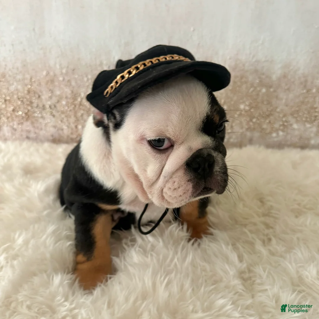 English Bulldog dogs for sale: Petra - Ad 5