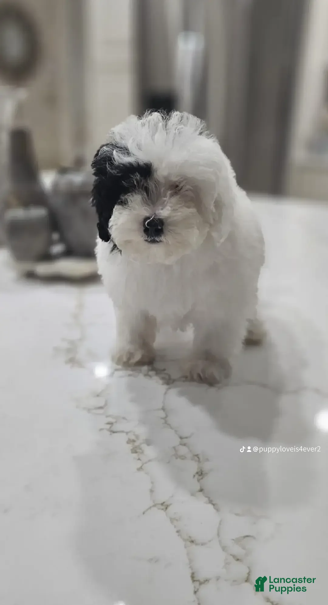 Toy Poodle dogs Toy Poodle Puppy 2 - Ad 5