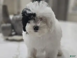 Toy Poodle dogs Toy Poodle Puppy 2 - Ad 5