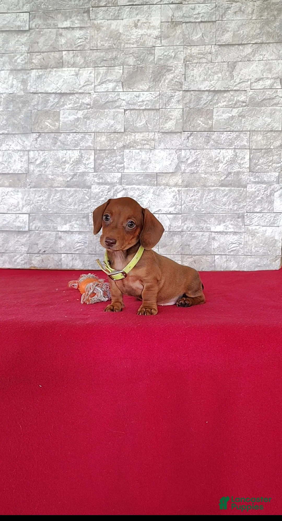Miniature Dachshund dogs for sale: Sally - Ad 2