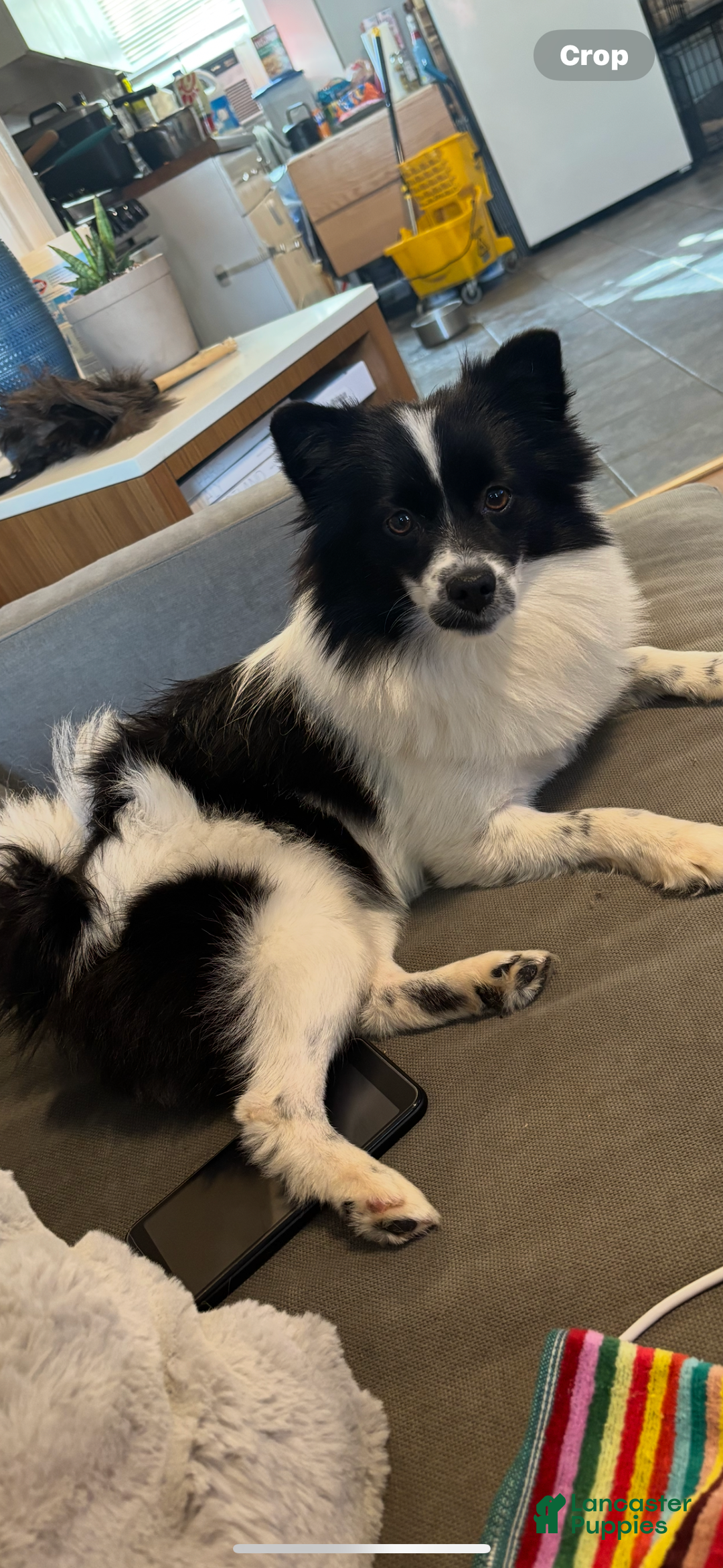 Pomeranian dogs for sale: Sparkles - Ad 8