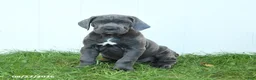 Cane Corso dogs for sale: Riggs - Ad 5
