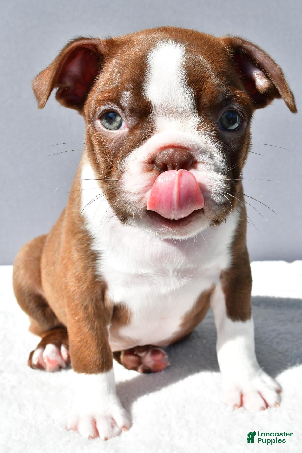 Boston Terrier dogs Tyson - Ad 2