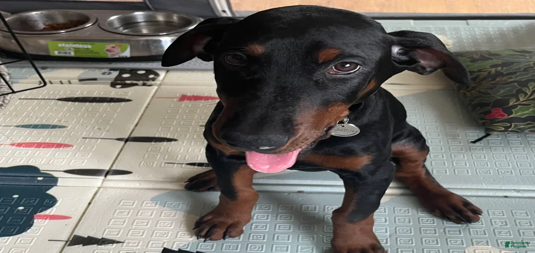 Gallery Image {{count}}