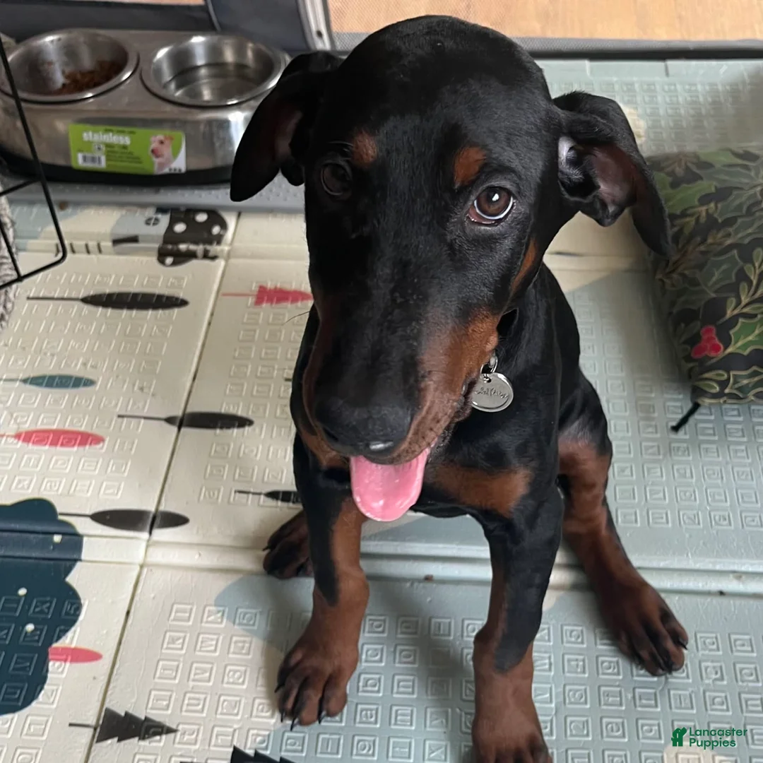 Gallery Image {{count}}