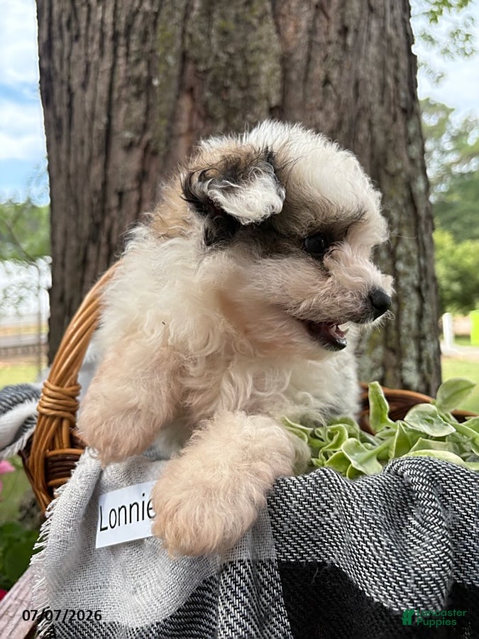 Mixed Breed dogs Lonnie - Ad 2
