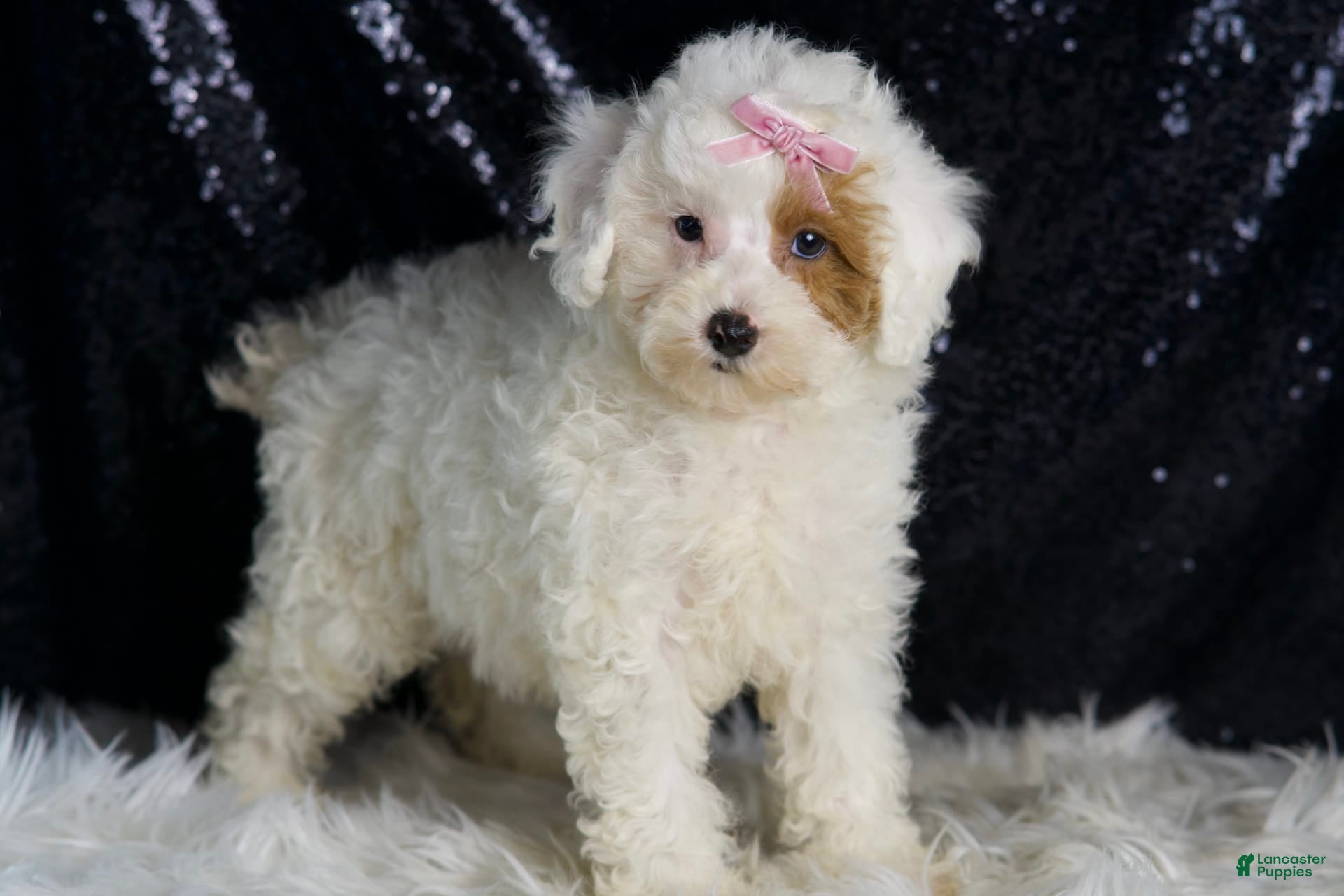 Toy Poodle dogs Gigi - Ad 2