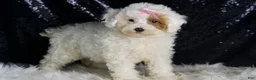Toy Poodle dogs for sale: Gigi - Ad 2