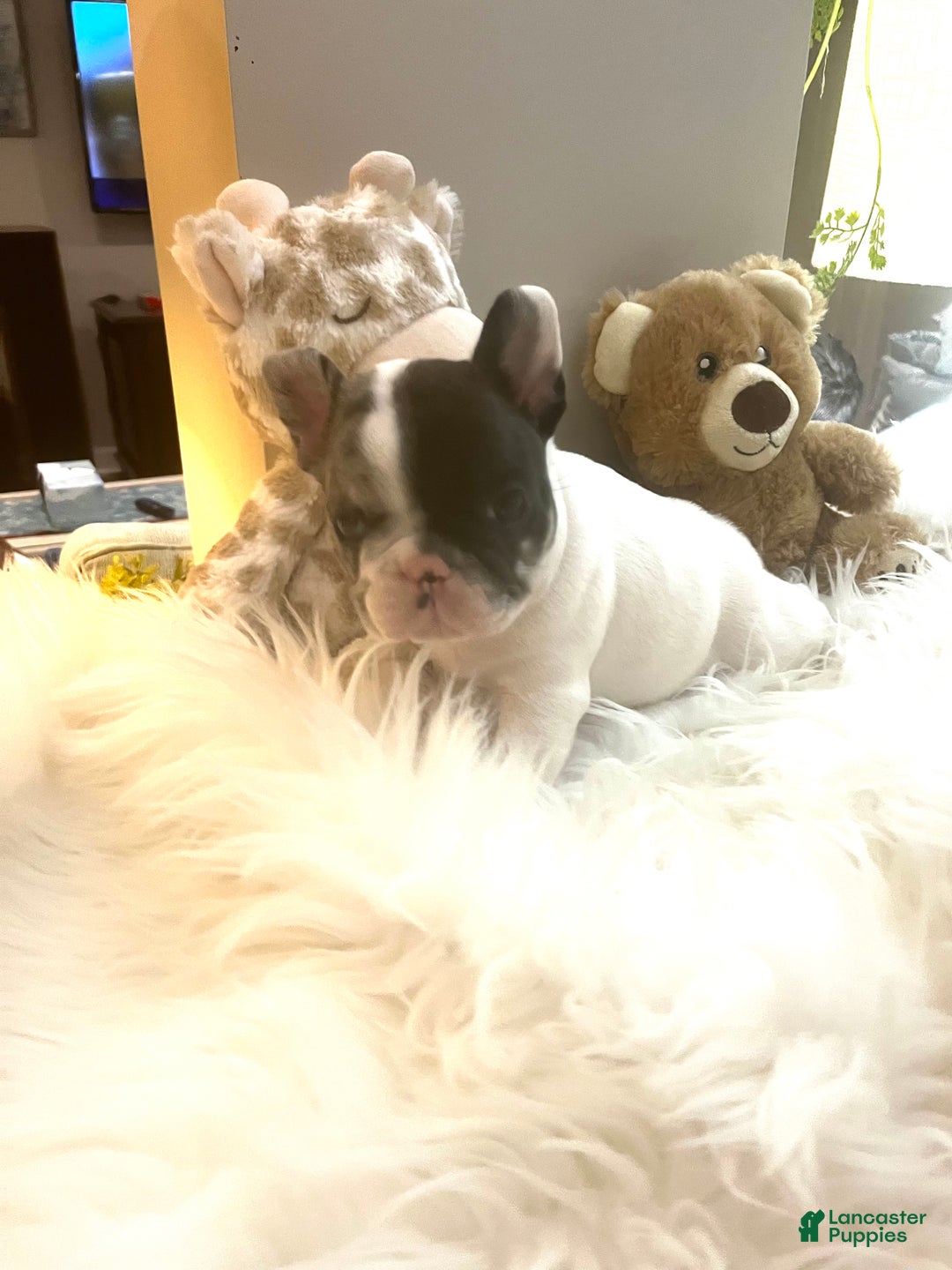 French Bulldog dogs for sale: Titan - Ad 7