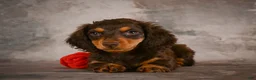 Miniature Dachshund dogs for sale: Sophie - Ad 21