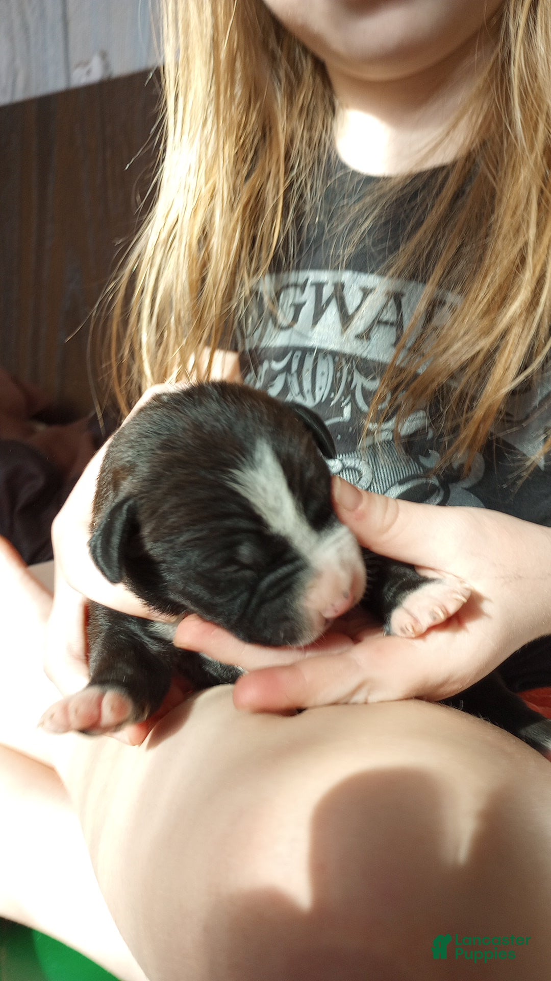 American Bully dogs for sale: Amit Elor - Ad 2