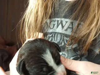 American Bully dogs for sale: Amit Elor - Ad 2