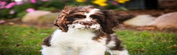 Cocker Spaniel dogs for sale: Pippin - Ad 4