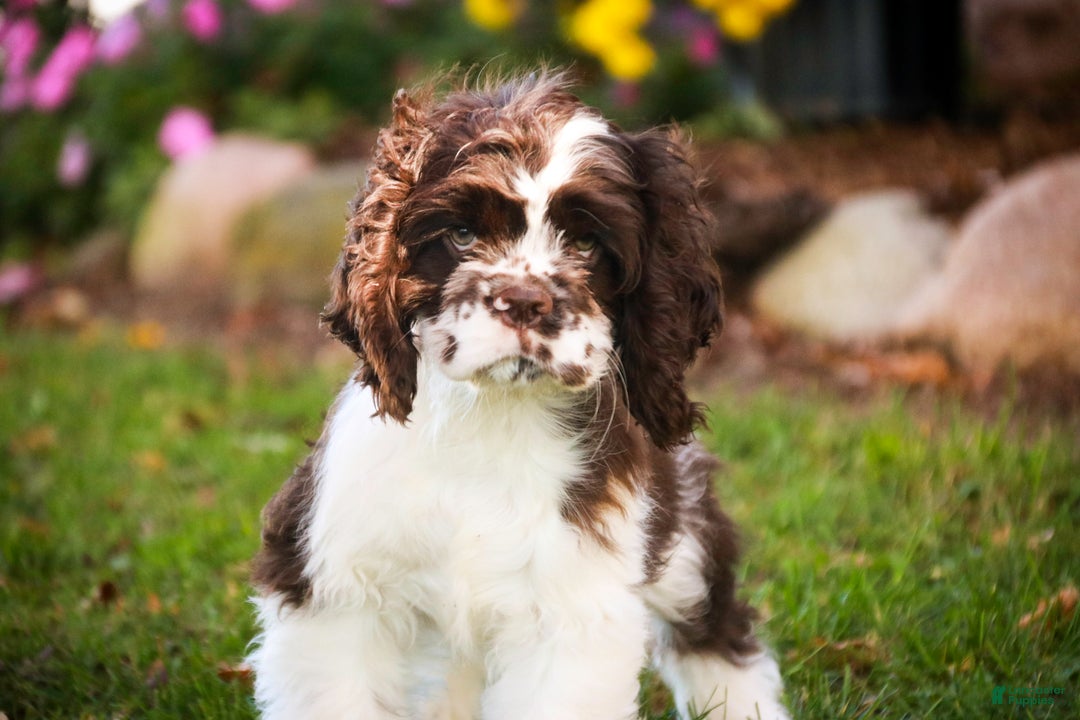 Cocker Spaniel dogs for sale: Pippin - Ad 4