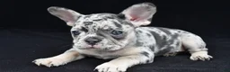 French Bulldog dogs for sale: simone - Ad 8